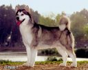 Alaskanmalamute0b